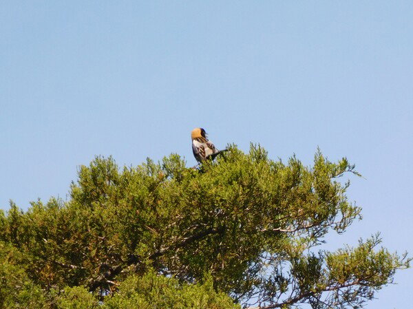Bobolink in a tree. Not a great photo, but it was a lifer.
