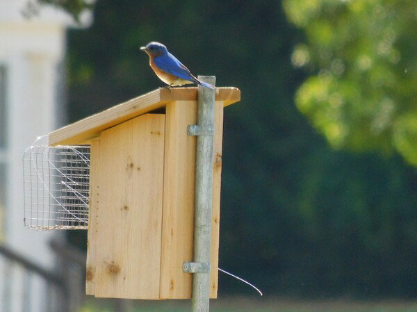 Eastern bluebird on a nesting box.
