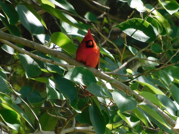Northern Cardinal in a tree.