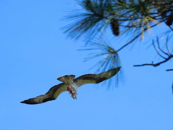 Osprey in flight with lunch in its talons