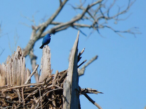 Indigo bunting on a dead tree