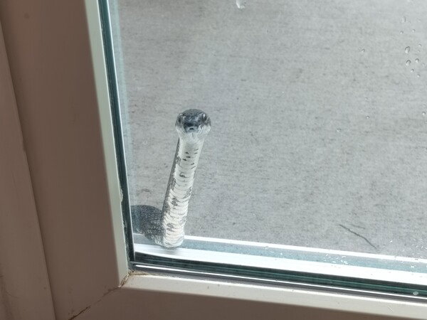 Excuse me, can I interest you in a rodent control contract?  (It's a rat snake, that was very interested in what was happening inside my house this morning.)