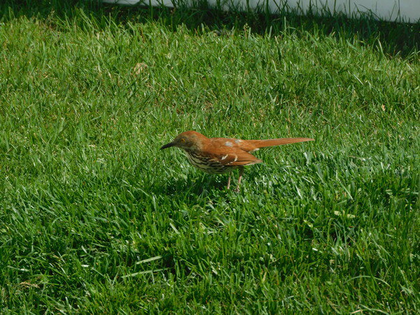 Brown Thrasher in the backyard.