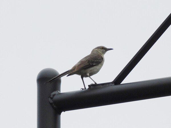Mockingbird on a lamp post.