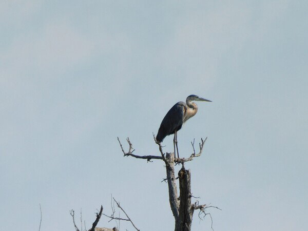 Blue Heron in a tree snag