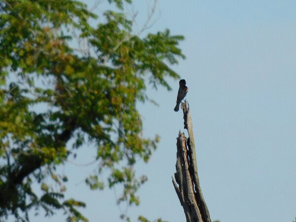 Red wing blackbird on a tree snag
