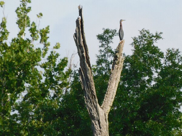 Green heron on a tree snag