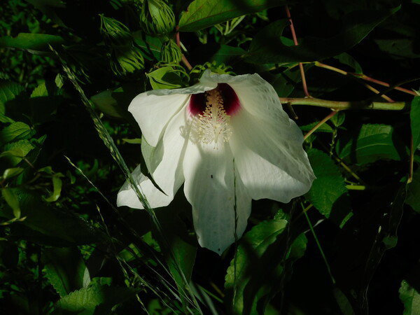 Hibiscus blossom