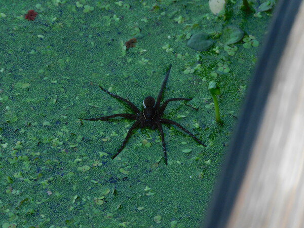 Spider resting on the layer of plant matter in a pond. I guess you could say it is walking on water.