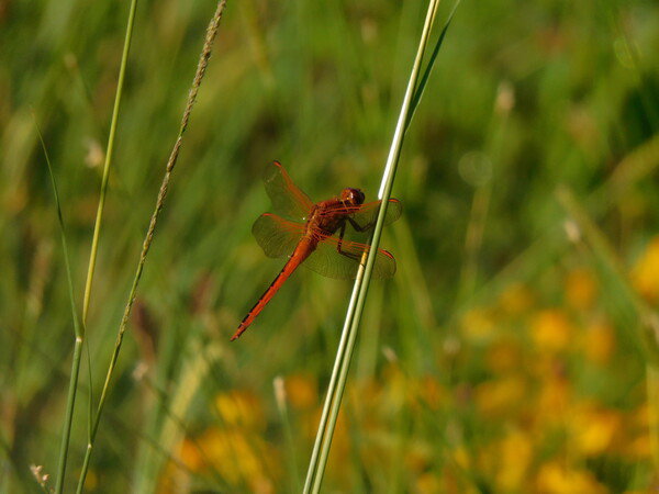 Red dragonfly on a grass stalk