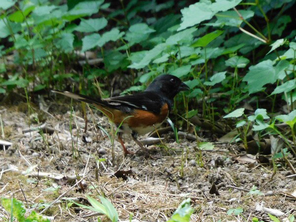 Eastern Tohee