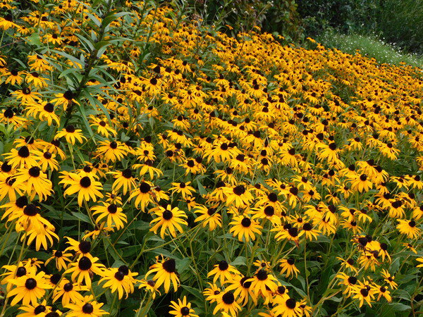 Blacked-eyed susans