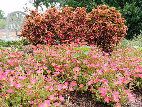 flowers, pink