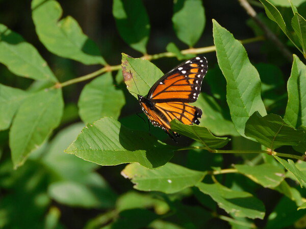 Monarch butterfly