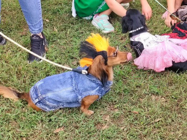 Punk rock daschund