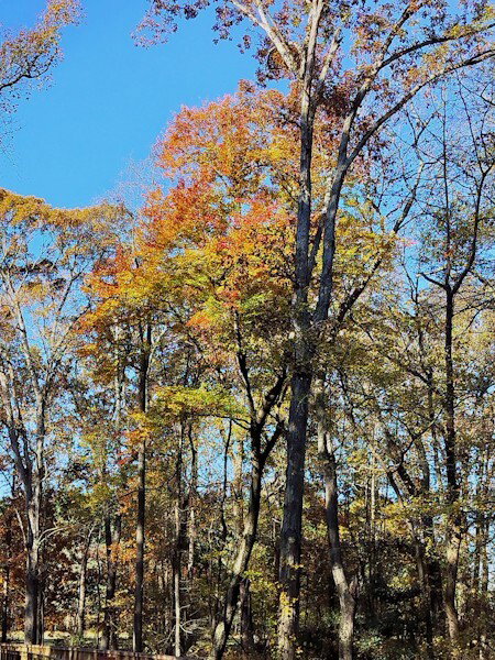 Fall color in the park,  large tree with orange leaves under a blue sky.