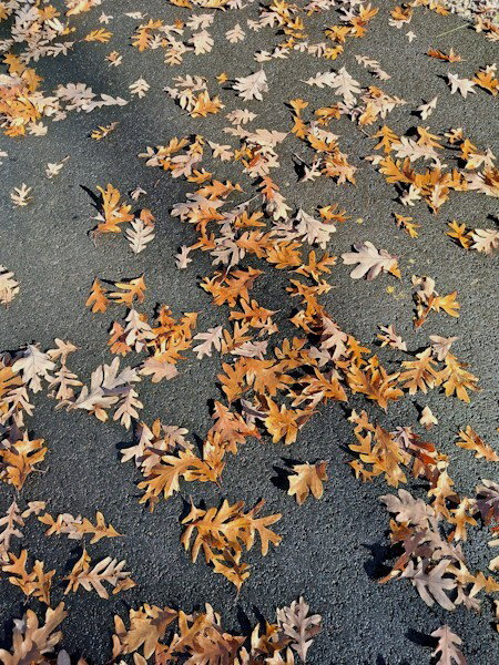 Orange and blown leaves scattered on black asphalt