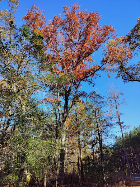 Tree full of orange/red leaves against a blue sky