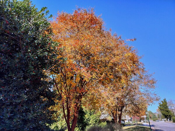 Tree full of orange leaves against a blue sky