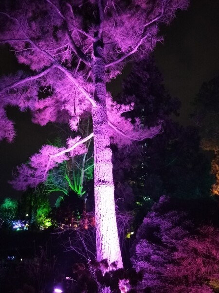 Christmas lights at Lewis Ginter Gardens