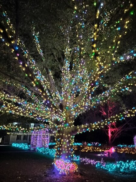 Christmas lights at Lewis Ginter Gardens