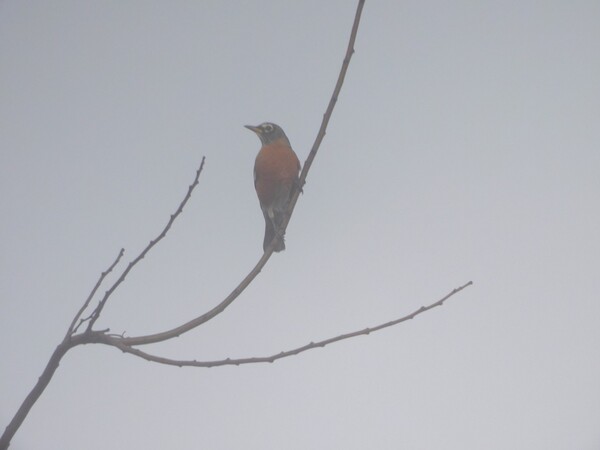 It was very foggy this morning but the robin's red breast still kind of pops.