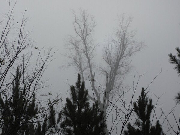 Leave less tree in the fog, framed by evergreens