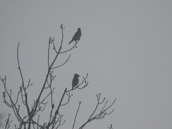 You can tell it's a cedar waxwing by the mohawk. The other bird is a juvinile cedar waxwing.