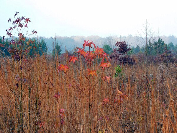 The last of the fall colors at Varina Landlab