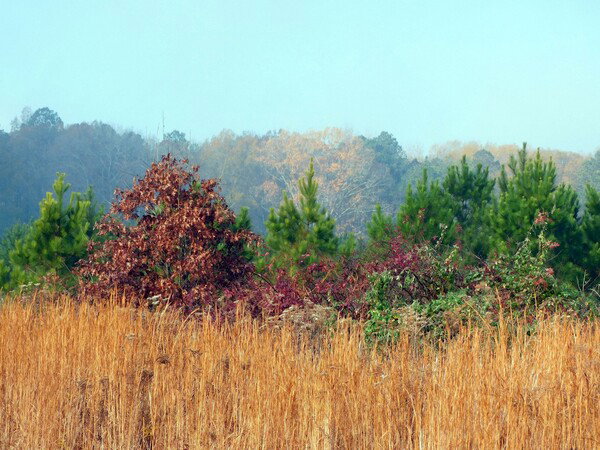 The last of the fall color at Varina Landlab