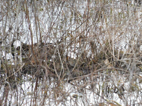 Brown Wilson's Snipe very well camouflaged in brown vegetation