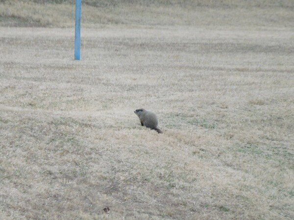 Groundhog sitting on dormant grass