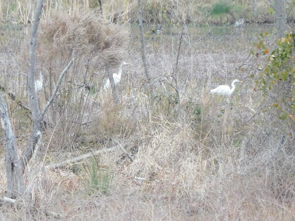Great egrets in weeds with pond in the background