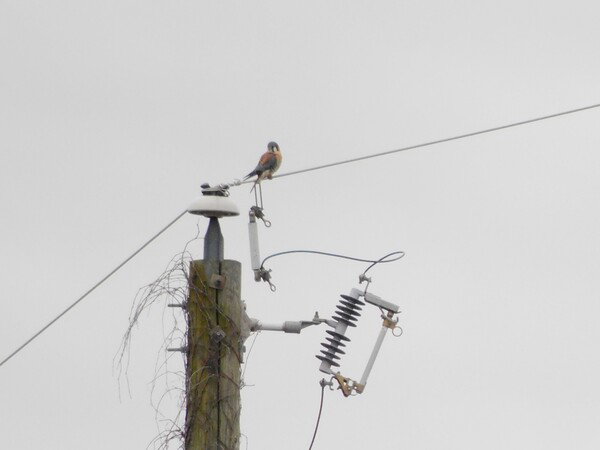 American Kestrel on a power line