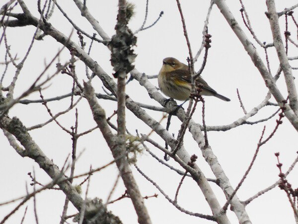 Yellow rumped warbler in a dormant tree