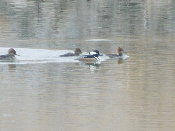 Male hooded merganser with 3 females.