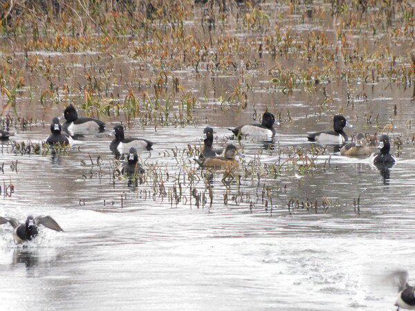 Ring-necked ducks. The one in the middle with some orange is the female. The rest are males.