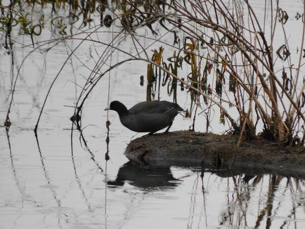 American Coot