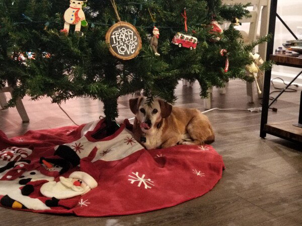 That's not the point of a tree skirt.