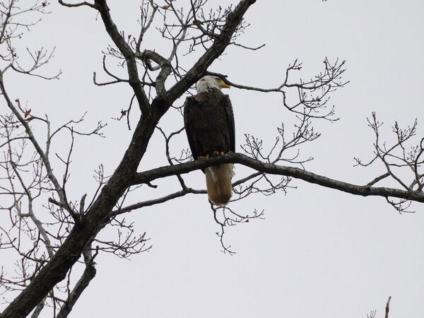Bald eagle in  a tree