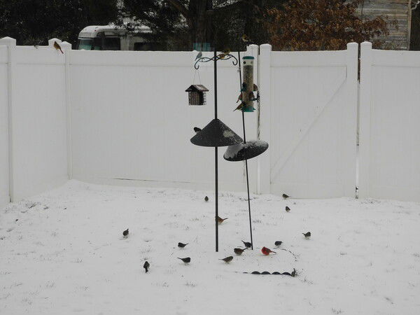 Busy morning at the feeder.