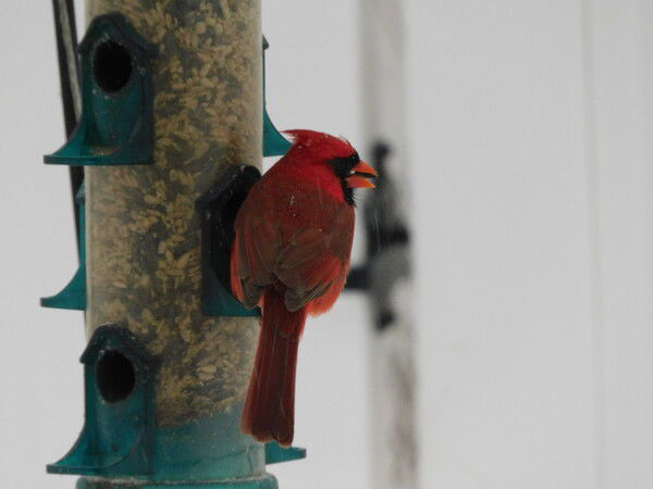 Northern Cardinal on a bird feeder