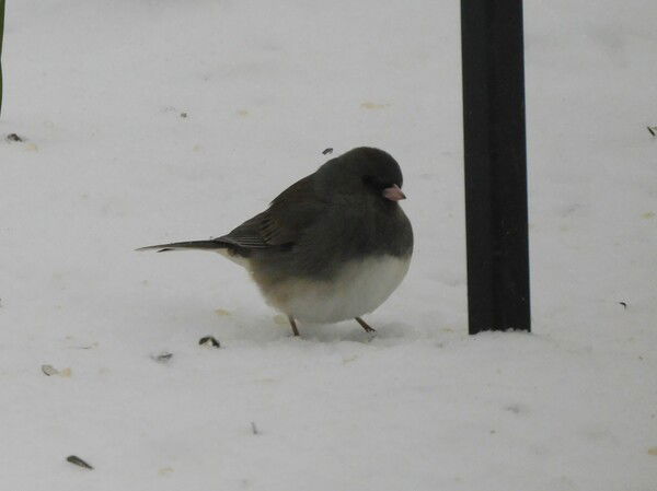Dark eyed junco on the ground in snow