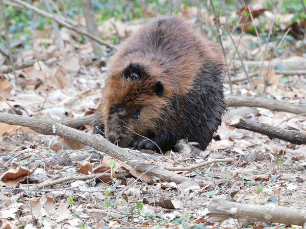 Beaver chewing on a stick 