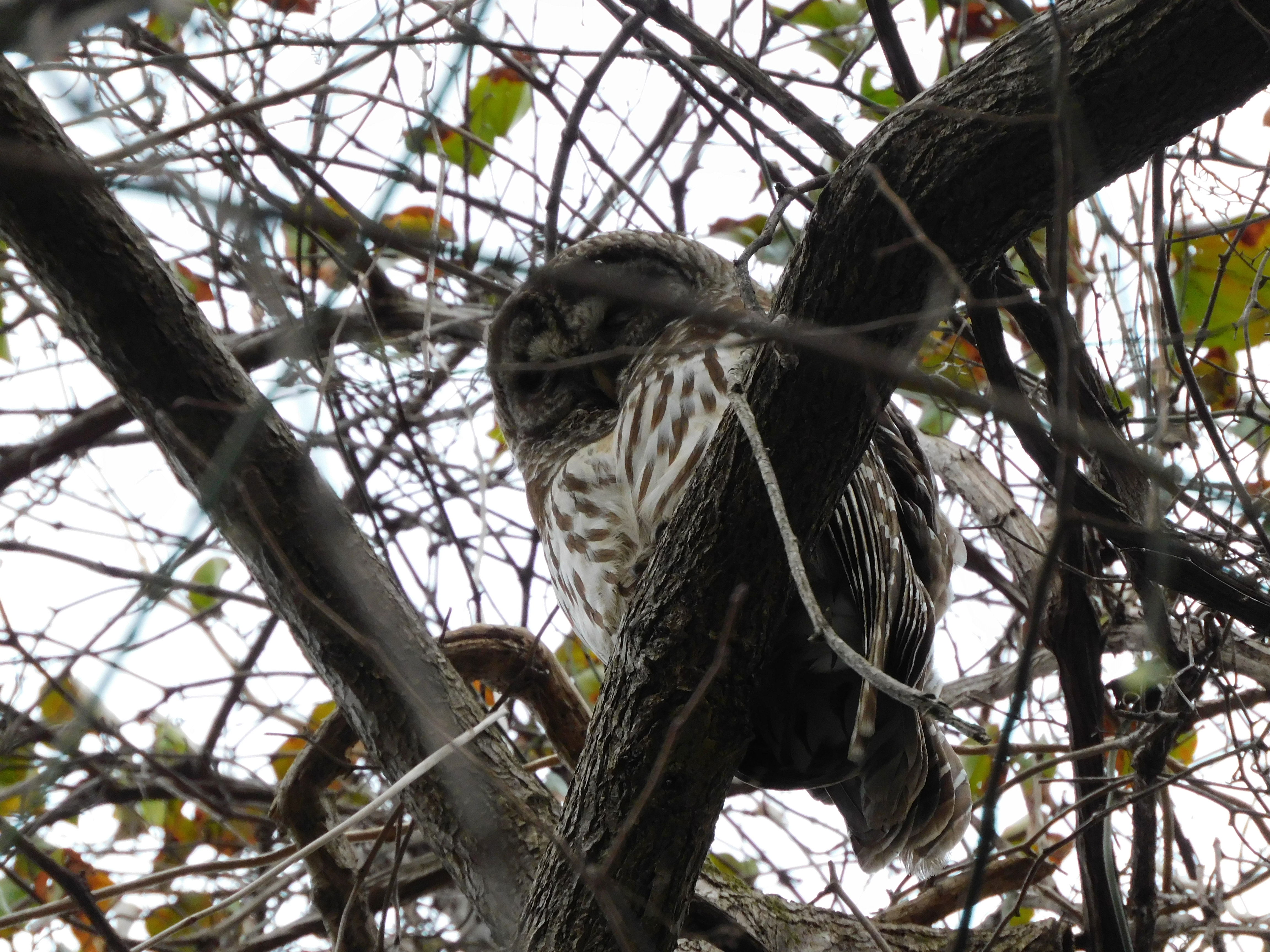 树上的横斑猫头鹰