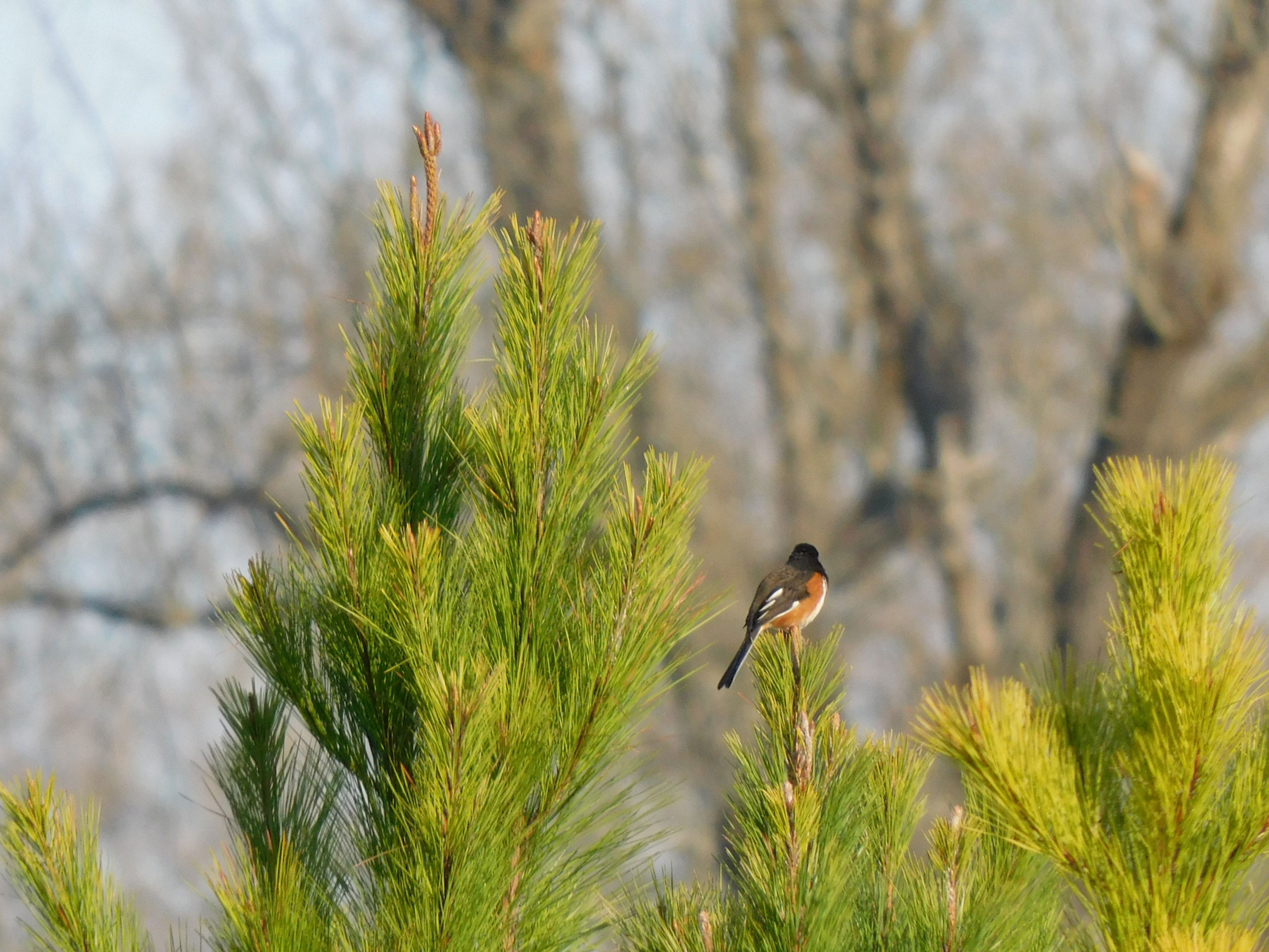 松树上的东部鸣雀