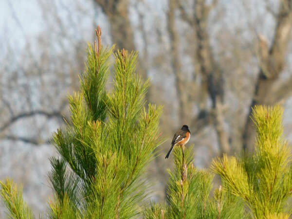 Eastern Towhee in a pine tree