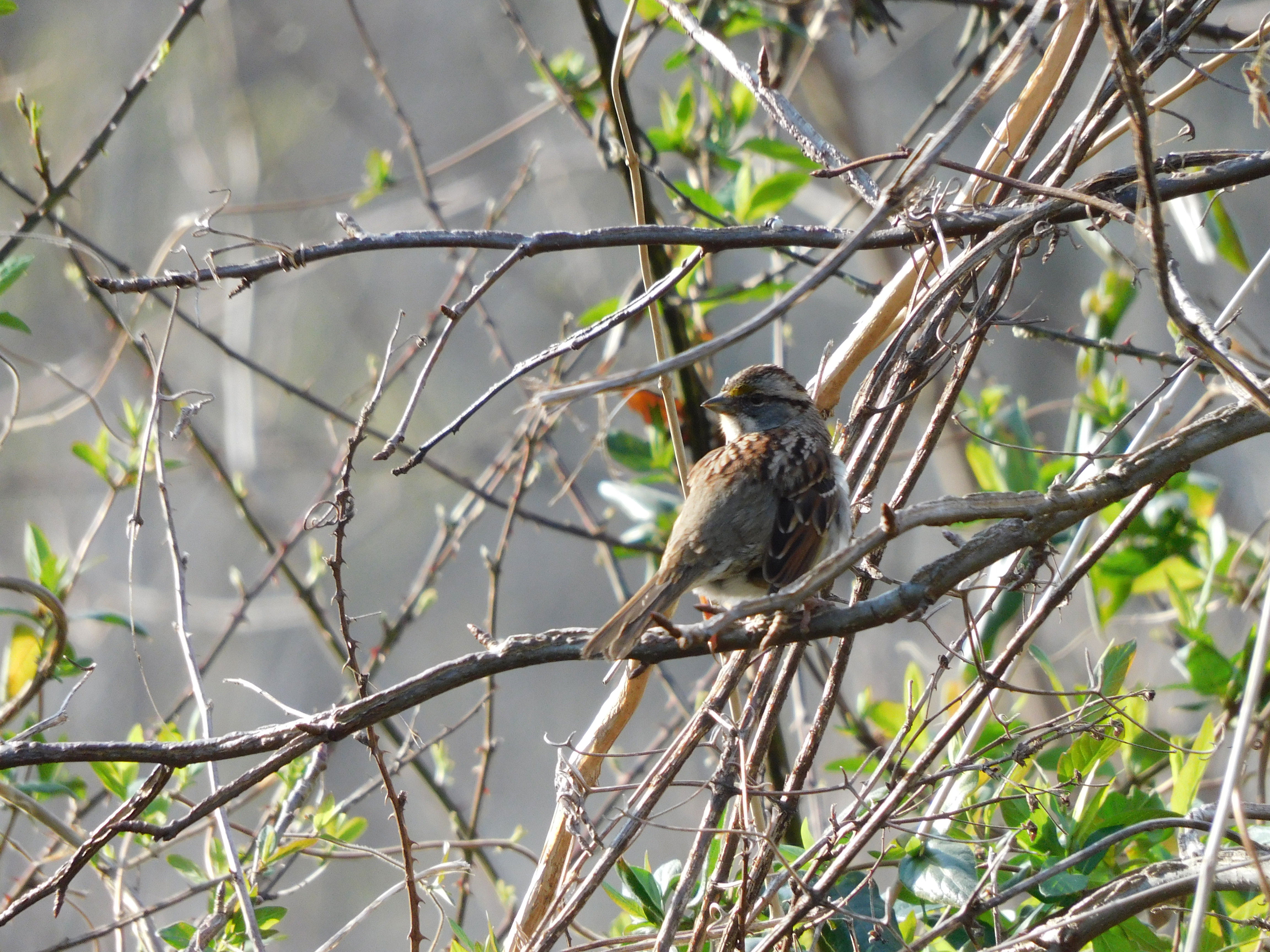 树枝上停着一只白喉麻雀。它应该很快就要向北飞去了。