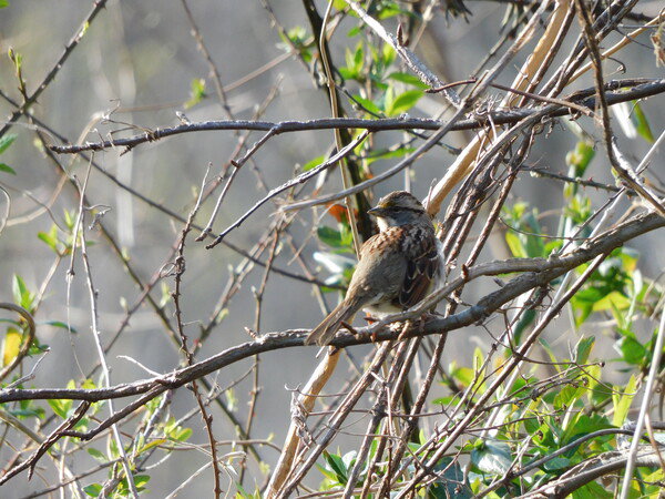 White-throated sparrow on a branch. He should be headed north soon.