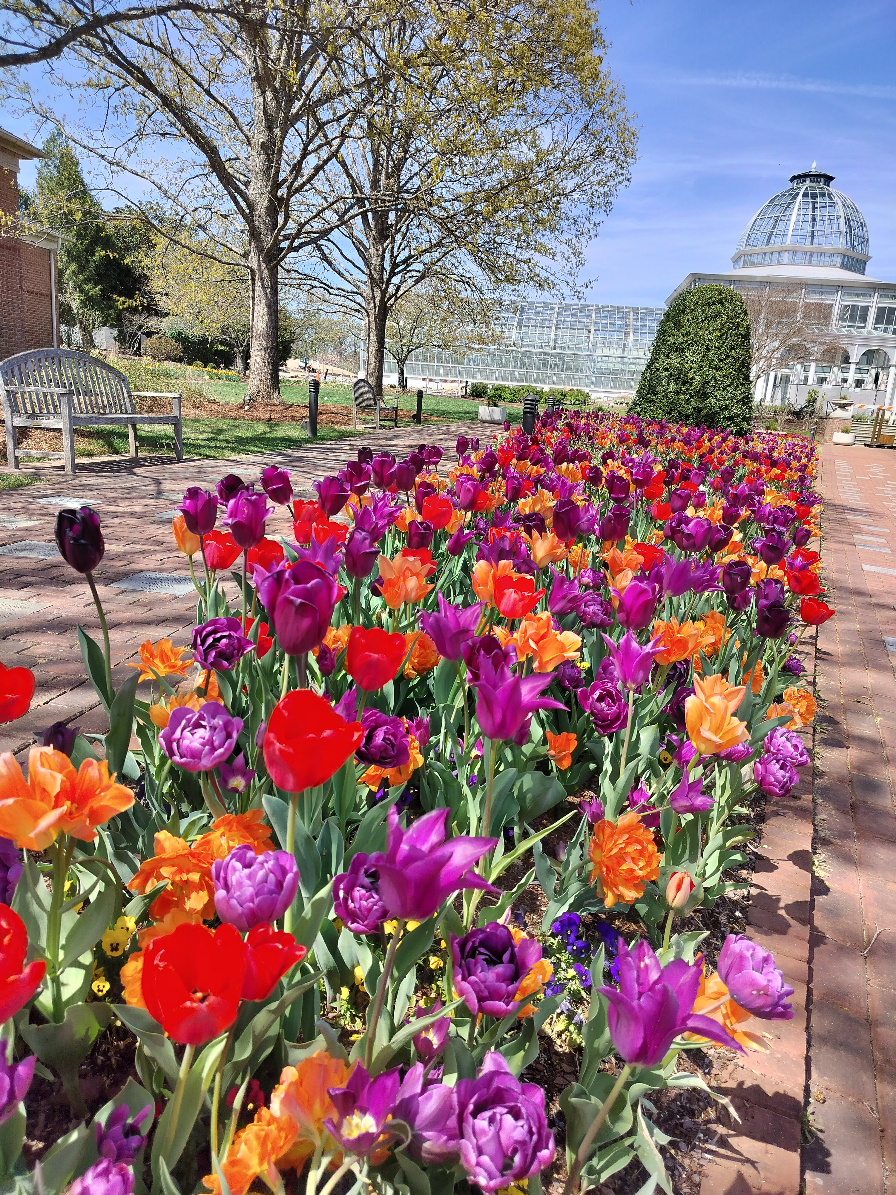 Tulips at Lewis Ginter Botanical Gardens 